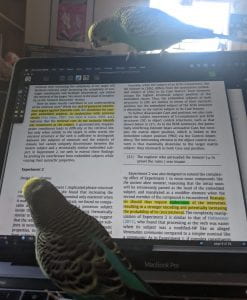 2 parakeets perch on a laptop as though they're reading along with a linguistics article in Kurzweil 3000
